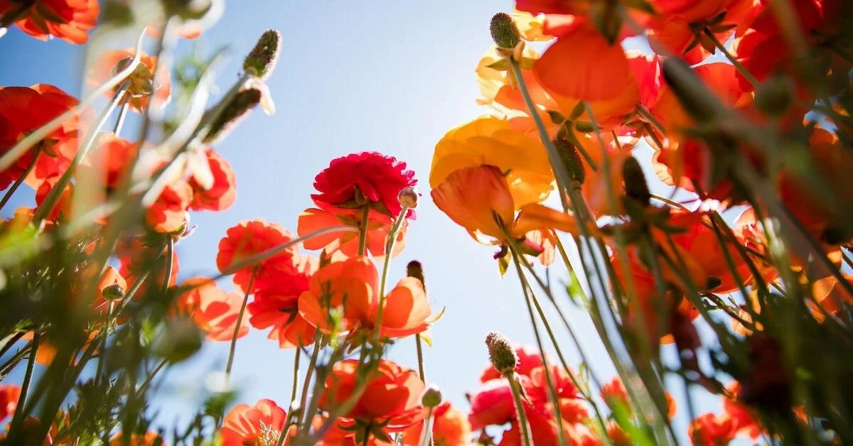 There Are Plenty of Flowers