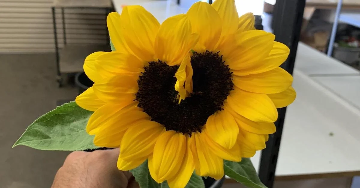 Hope for Floral Designers in the Midst of Hardship