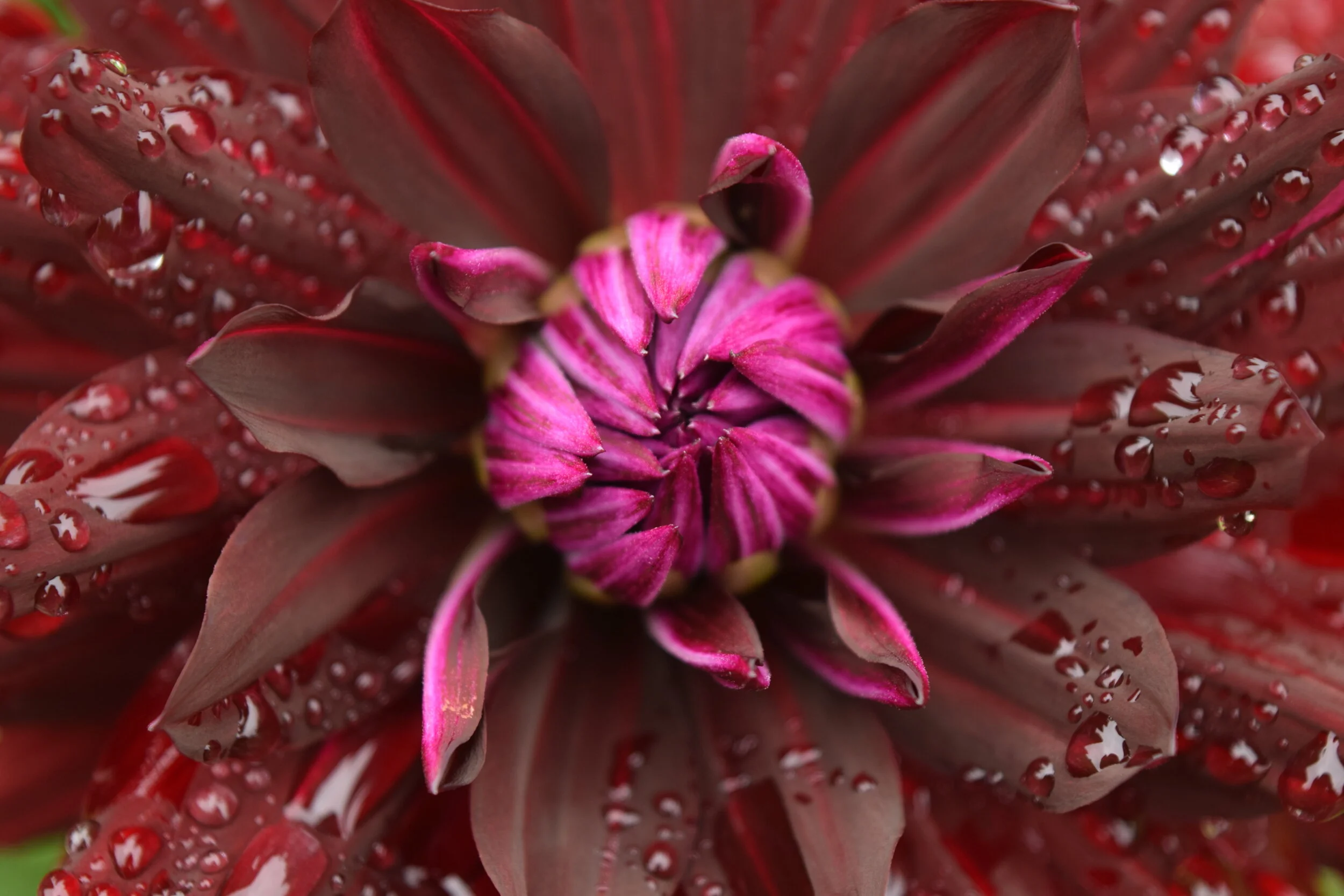 Using Flowers as Therapy for Chronic Illness