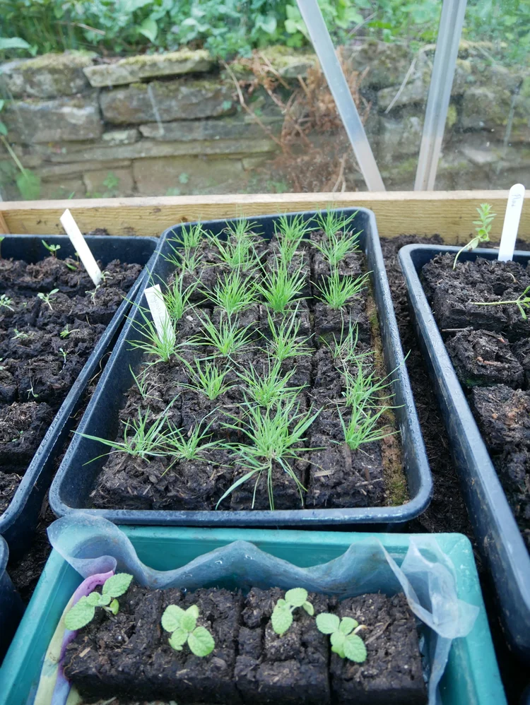 How to Use Soil Blockers for Better Seed Starting and Sowing