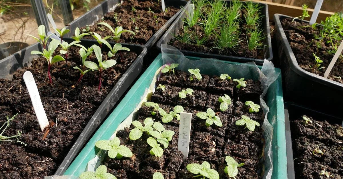 How to Use Soil Blockers for Better Seed Starting and Sowing