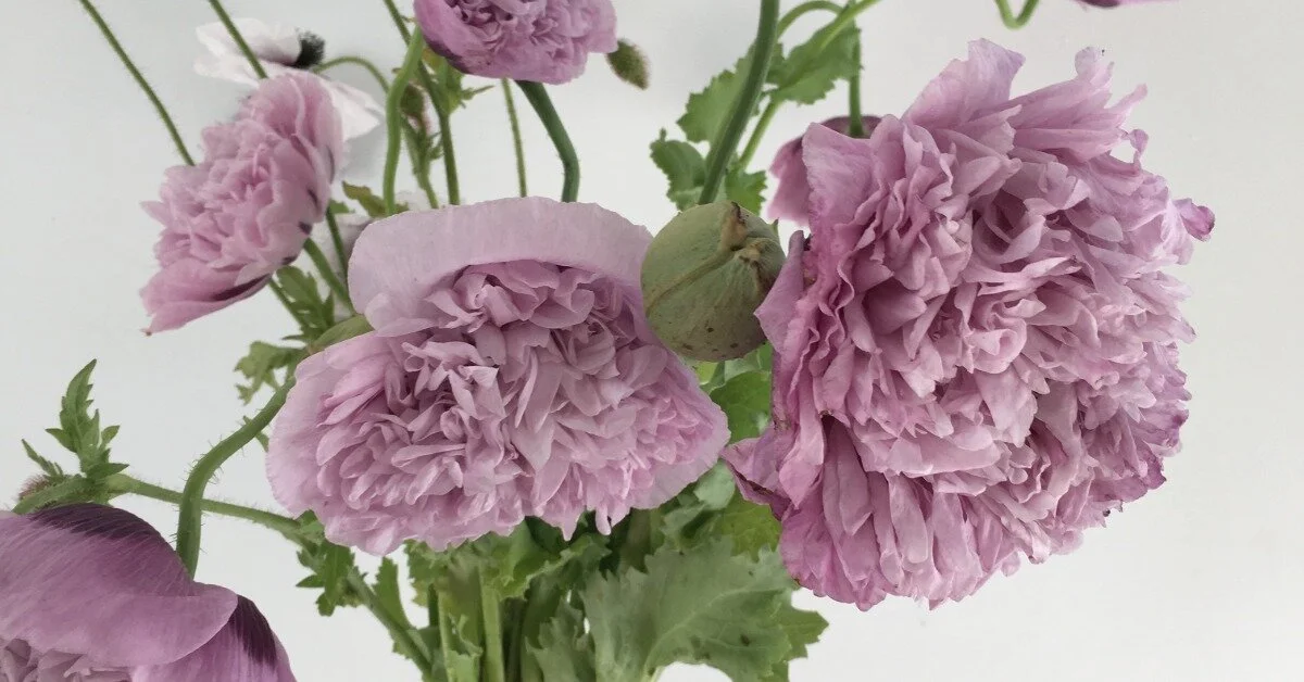 Fast Flower Video: Wisdom Begins in Wonder—Purple Centerpiece