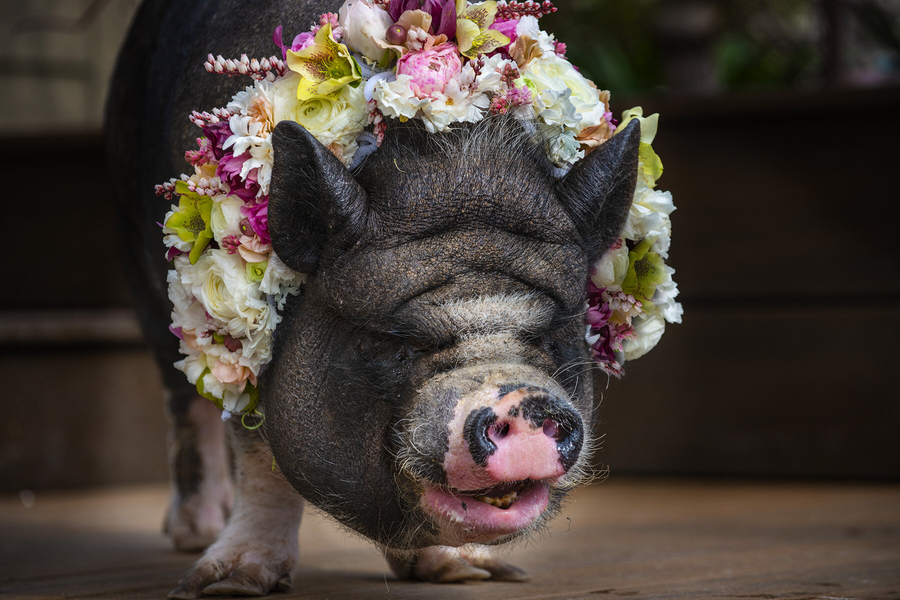 tobey - Barnyard couture flowers by Tobey Nelson image by Russell Sparkman (1).jpg