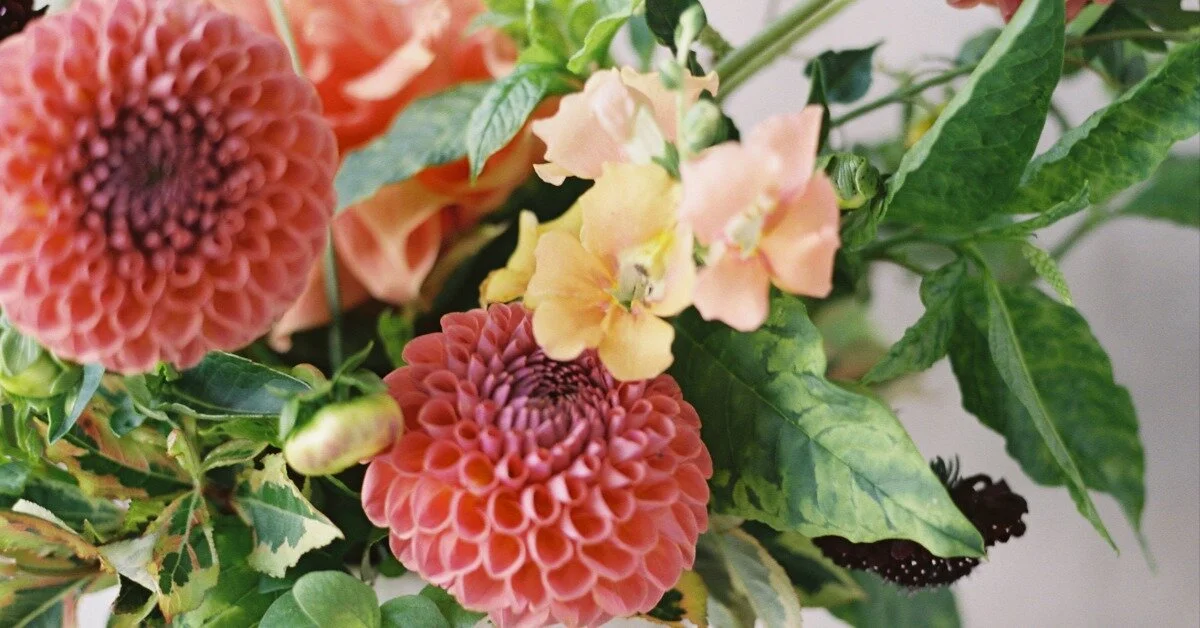 Seed Starting with Petal Pink Flower Farm