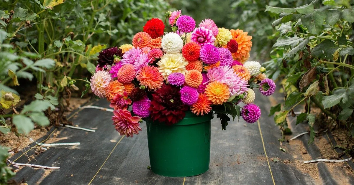 The Details of Dahlias: Diversity, Hybridization, and Growth