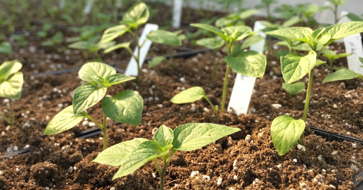 Tips For Growing Flowers In Zone 9a