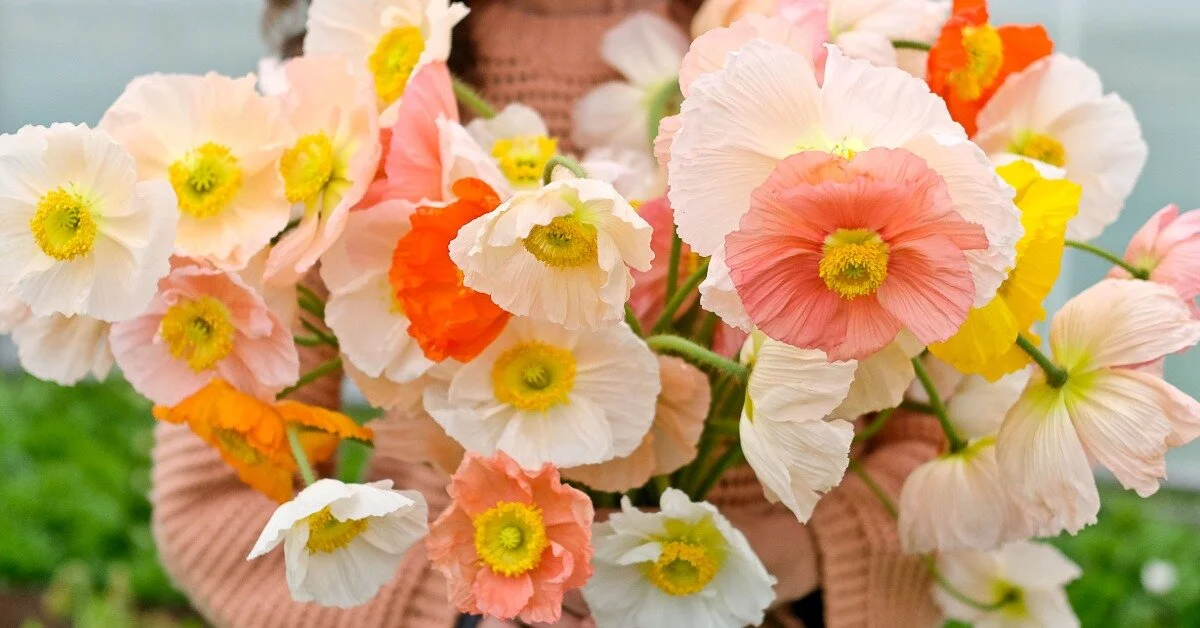 Growing in Warm Climates with Petals, Ink