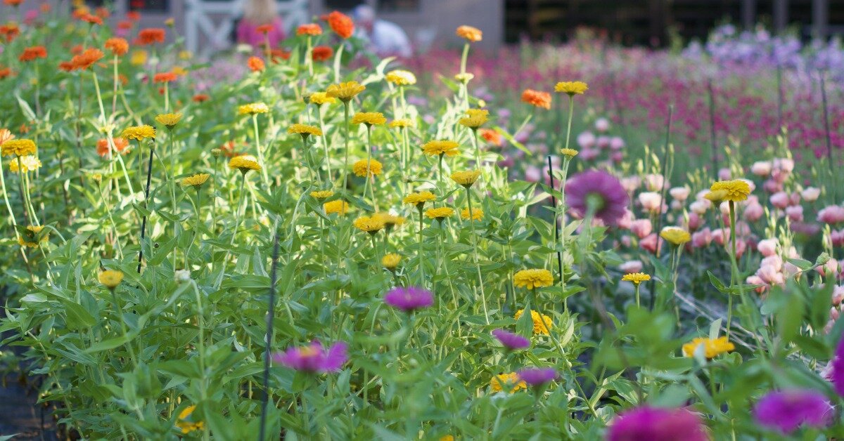 Planning a Flower Farm with 1818 Farms