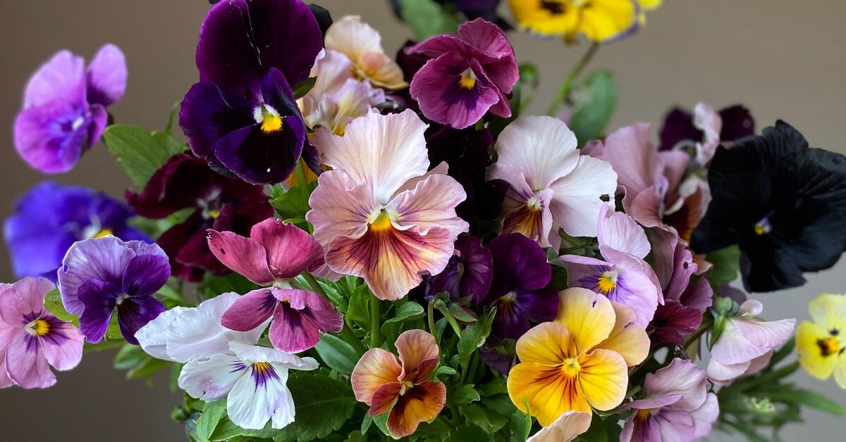 Growing Children and Pansies with Three Brothers Blooms