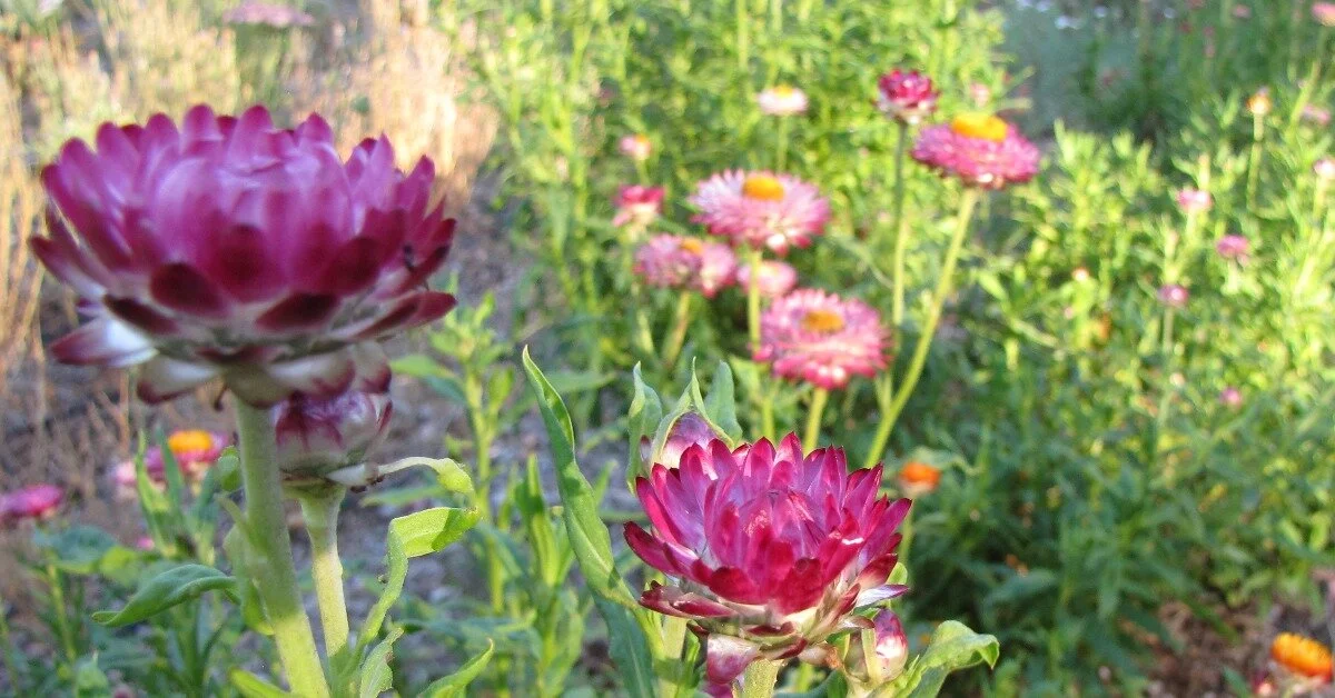 4 Things You Need to Know as a Beginning Flower Farmer