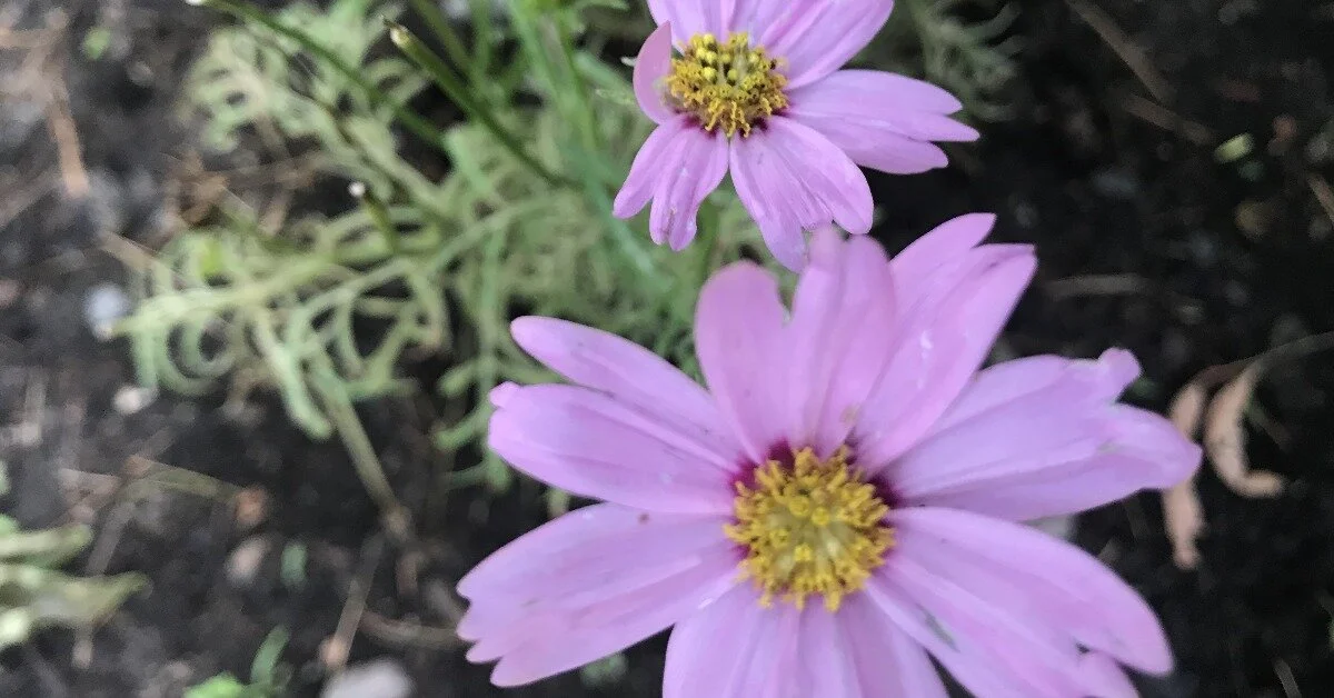 Knot Gardens: What They Are and Why You Should Have One