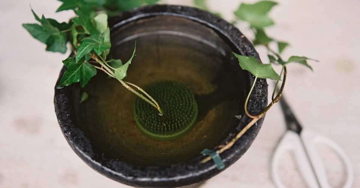 Flower Frogs: Your Complete Guide on How to Use, Where to Buy, and More