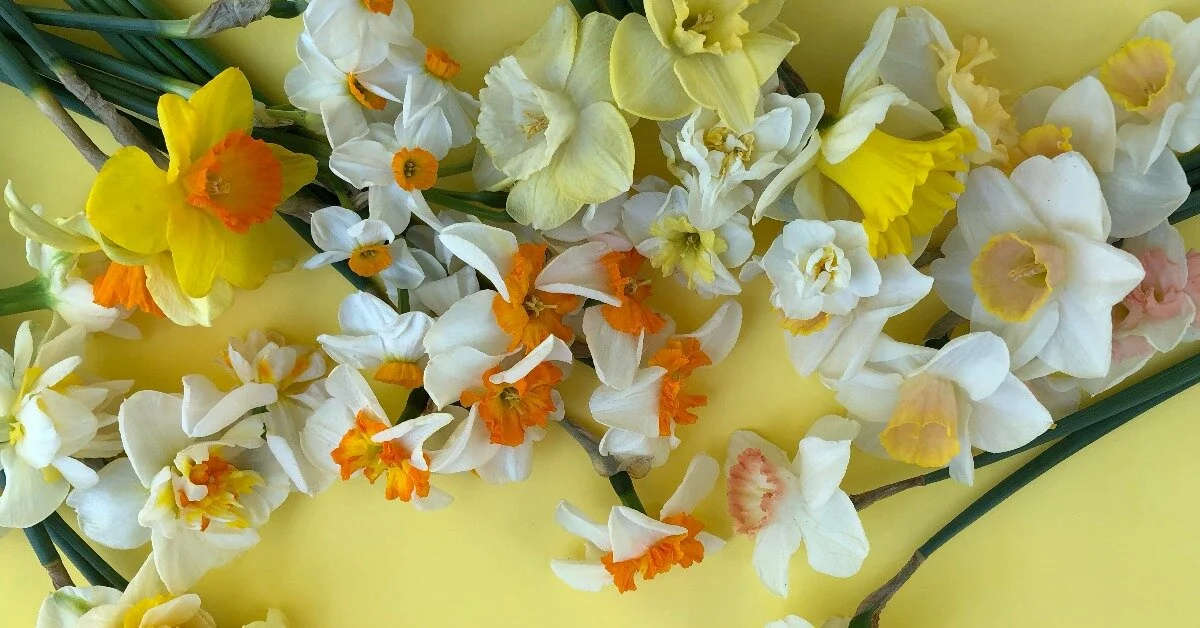 Foraging for Flowers and Greenery Through the Seasons