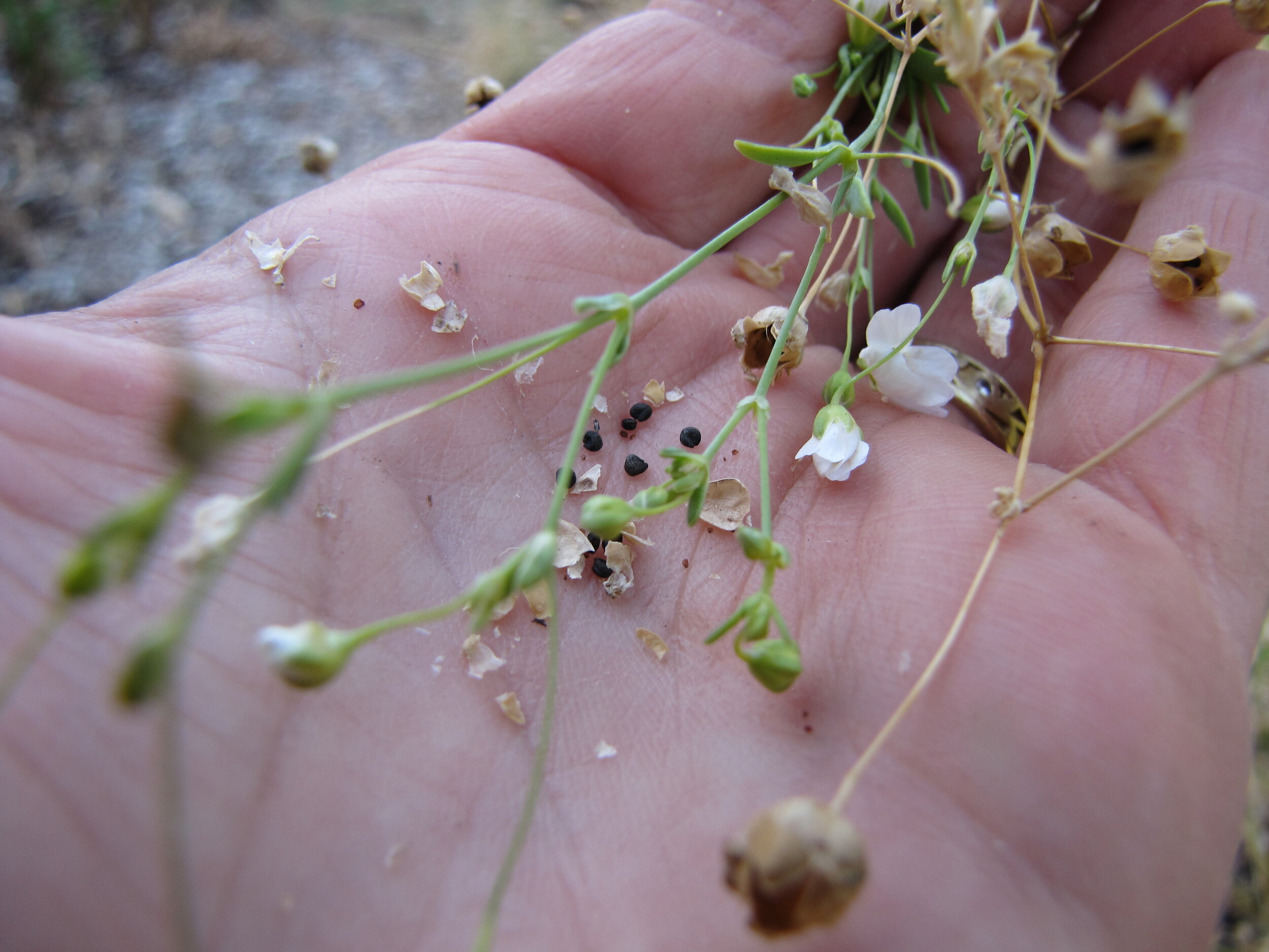 How to Harvest Your Own Seed: Tips for Collecting Flower Seed