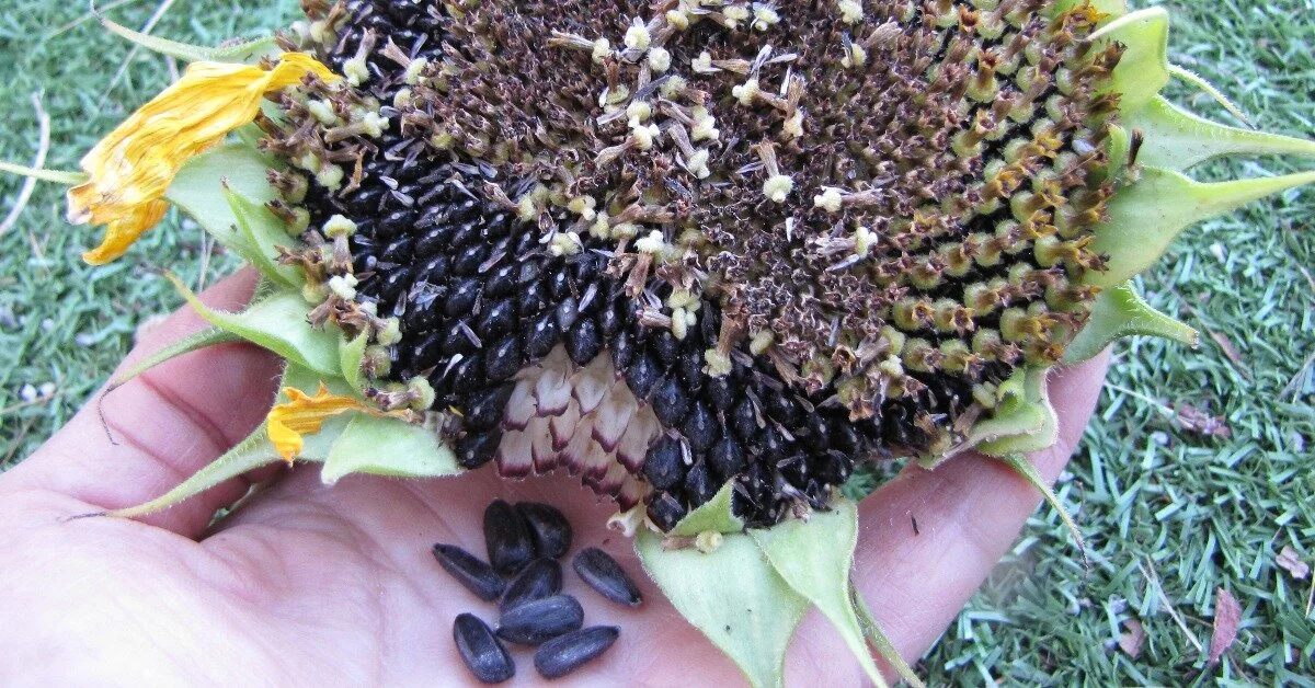 How to Harvest Your Own Seed: Tips for Collecting Flower Seed