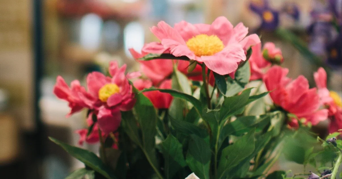 So You Want to Be a Flower Farmer: Advice From Real-Life Farmer Pros (Part 1)