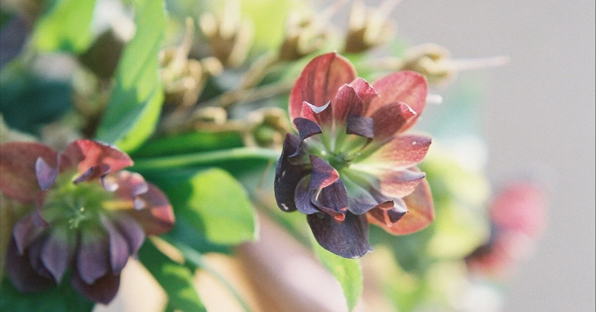 Publicity for Florists with Meghan Ely