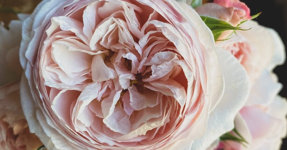 Growing Garden Roses as a Summer-Long Staple for Floral Design