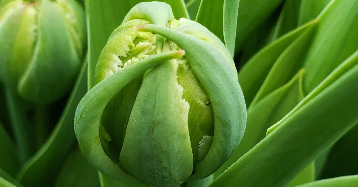 Playing Nice with Mother Nature: Managing Flowers When the Weather Turns