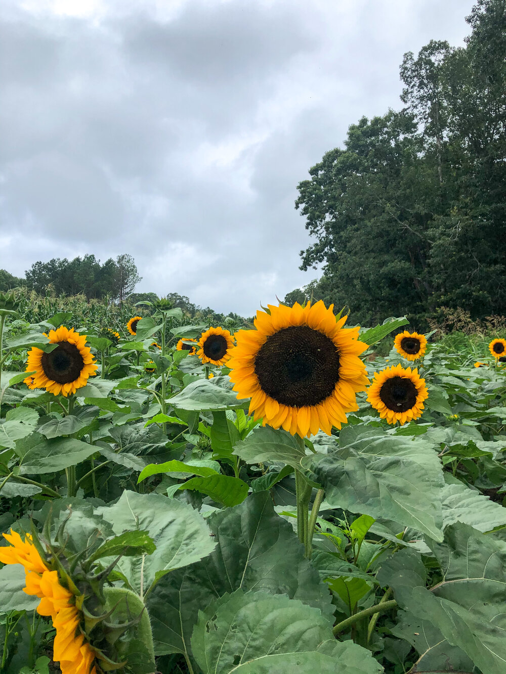 Tried and True Tips for Growing and Selling Sunflowers