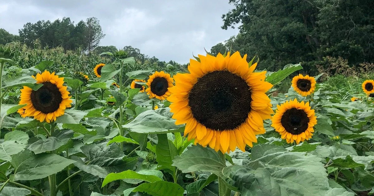 Tried-and-True Tips for Growing and Selling Sunflowers