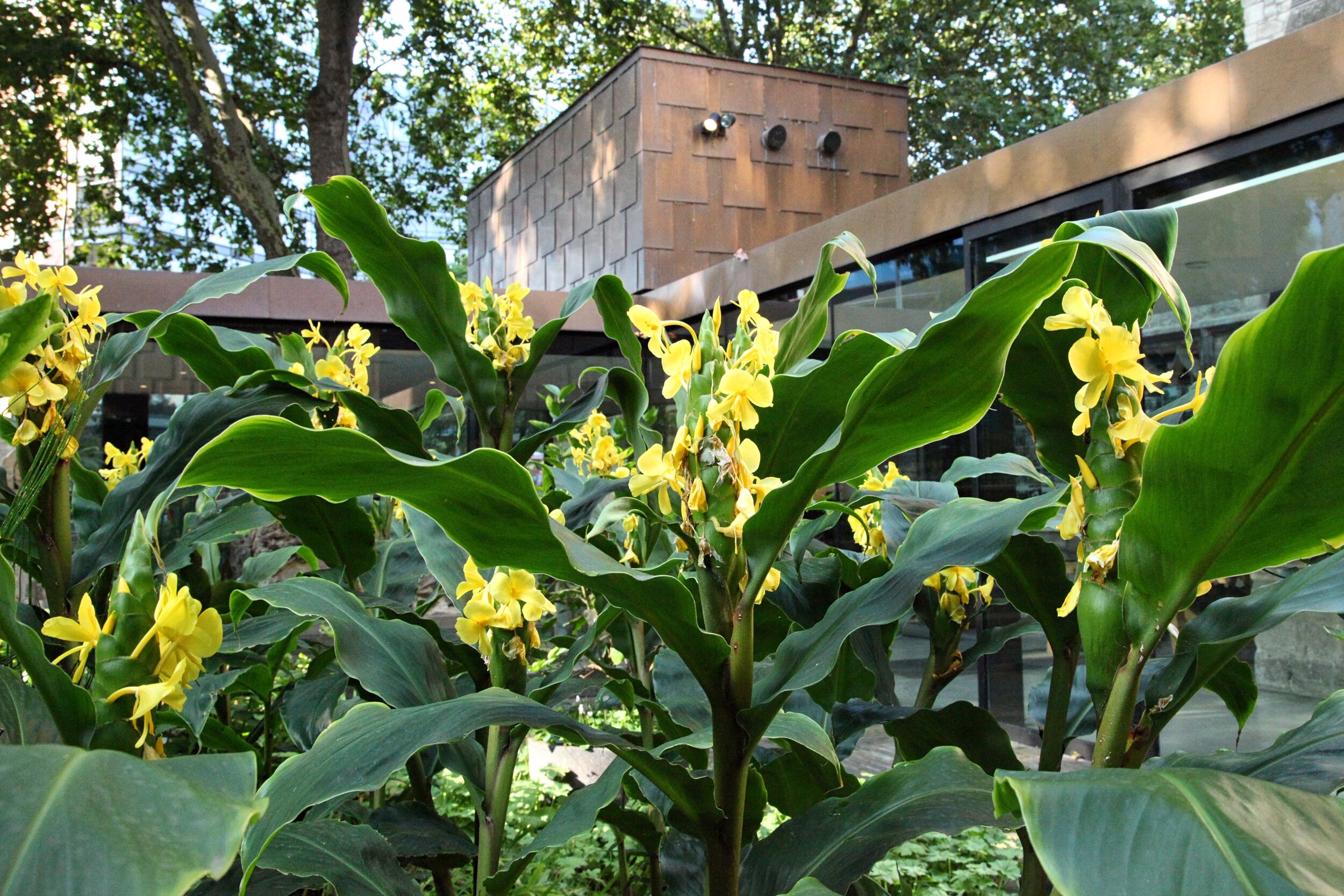Matt Collins - Garden Museum ginger lilies.jpg