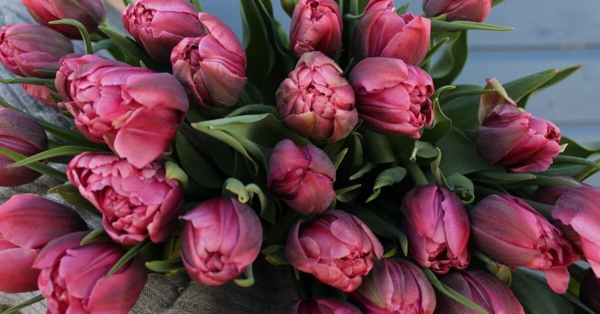 How to Grow Tulips the Flower Farmer Way