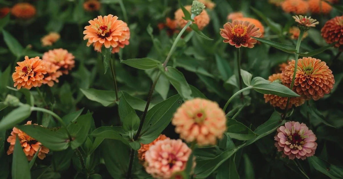 The Business of a Flower Farm with Wildroot Flower Co.