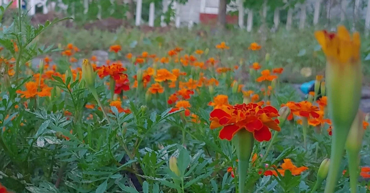 Loss, Grief, and the Flower Farmer