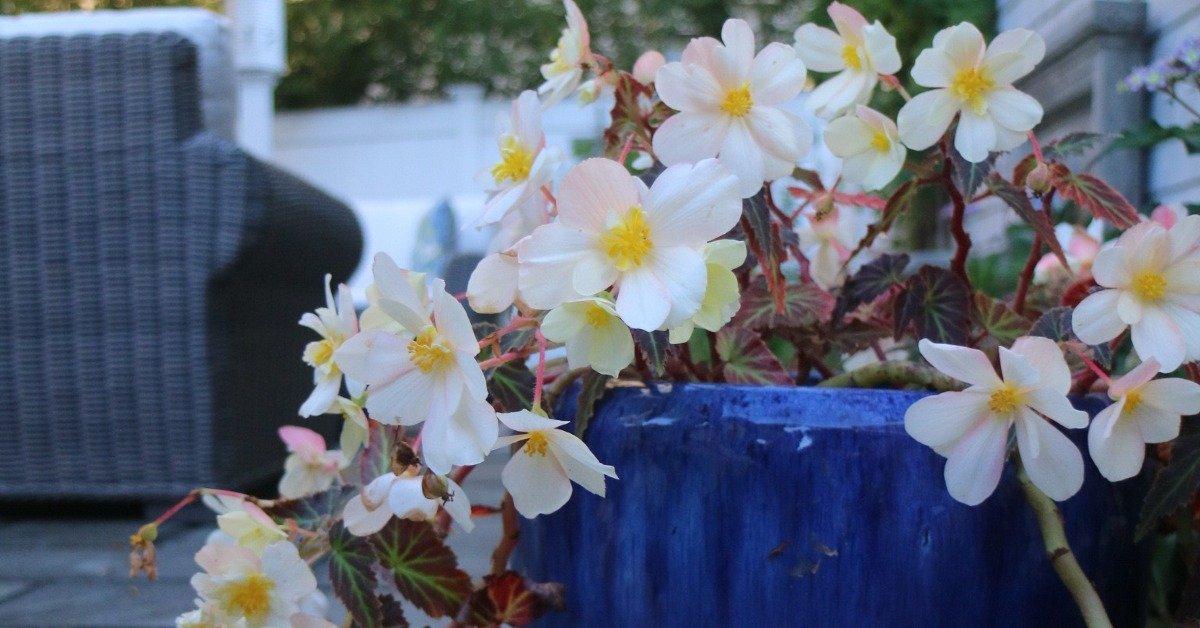 Top Tips for Growing Cut Flowers in Containers