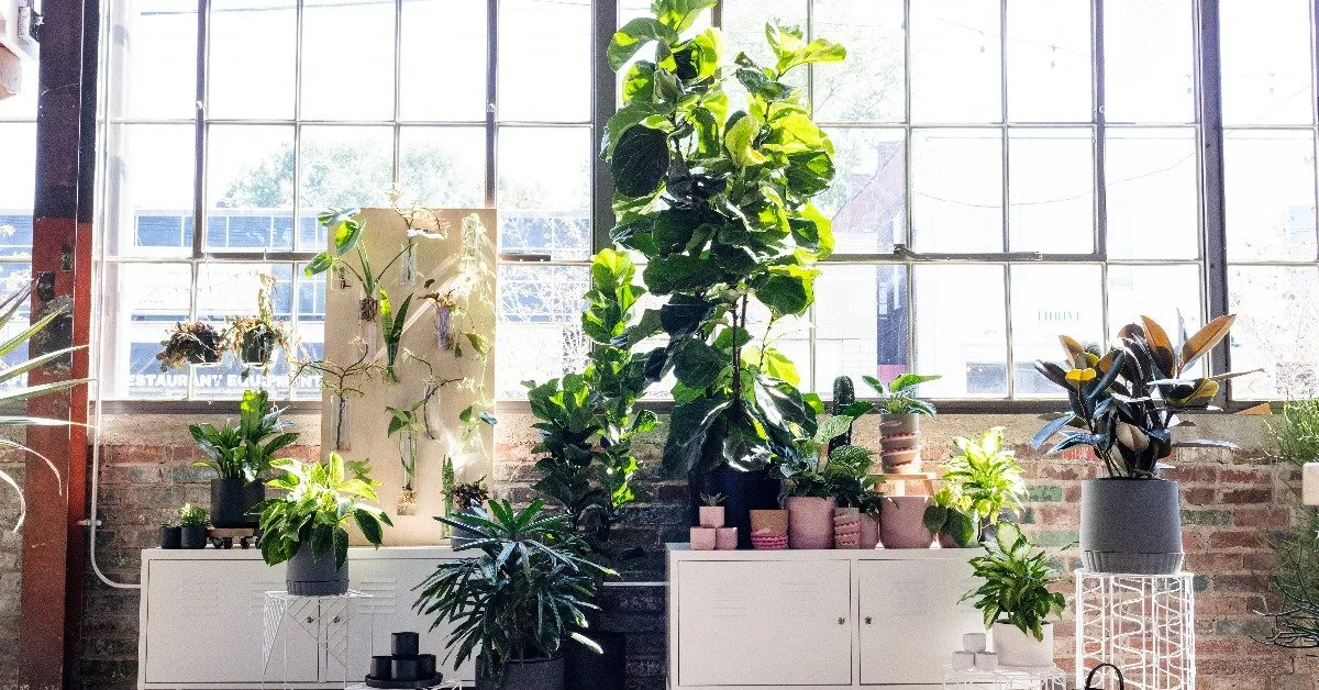 Taking Advantage of the Plant Trend with Accent Decor