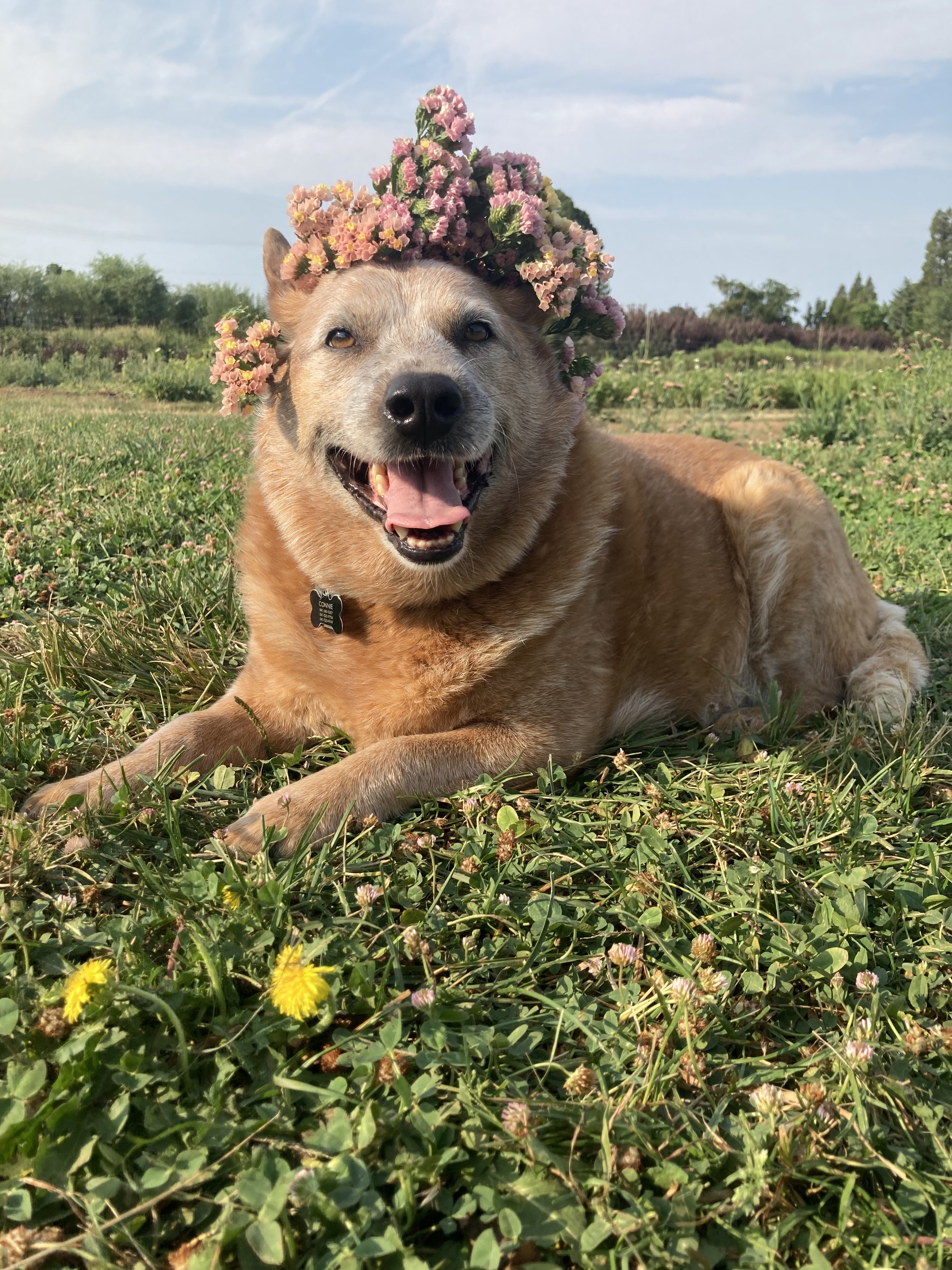 Connie&FlowerCrown.jpeg