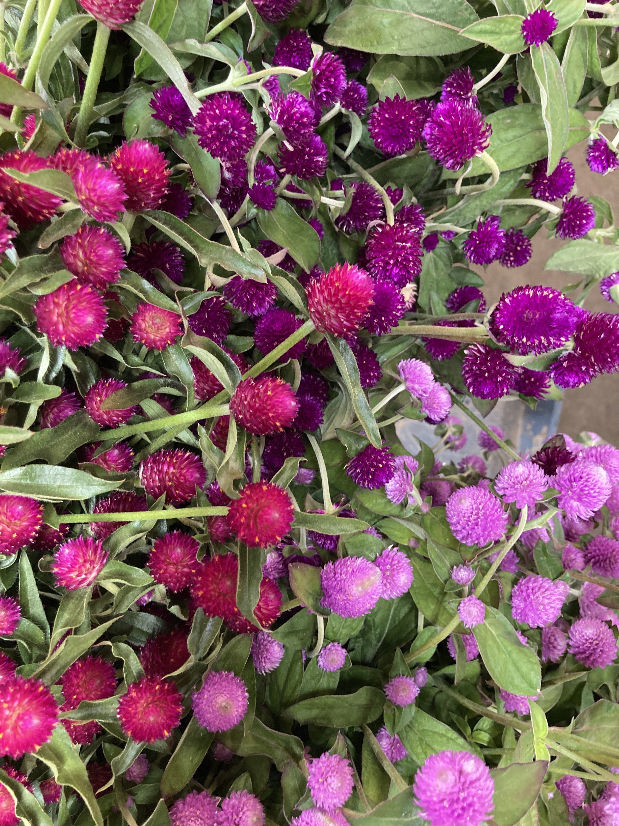 FreshGomphrena.jpeg