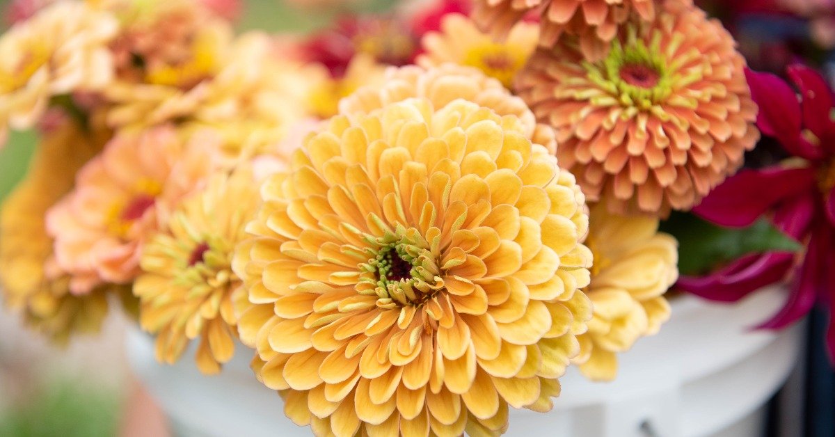 Helpful Tips for Starting a Flower Farm Business from Scratch