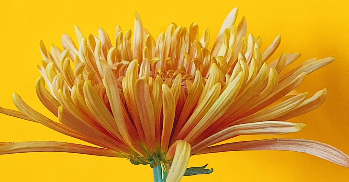 Here's How to Launch Your Floral Business on Kickstarter