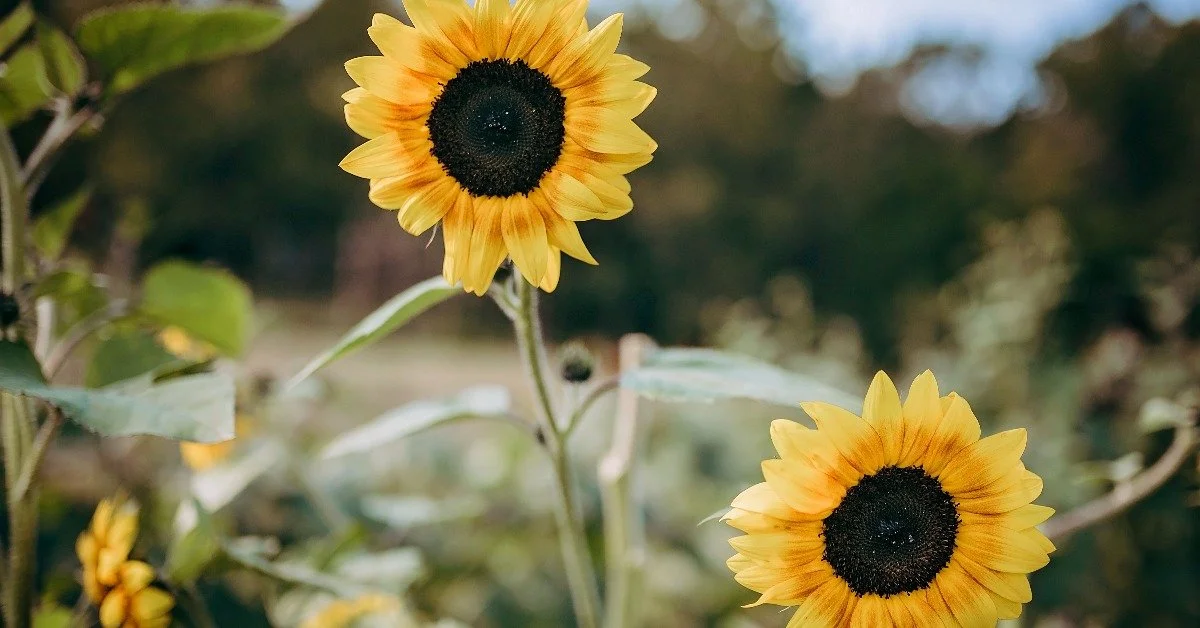 Growing Flowers Can Combat Climate Change: Here's How