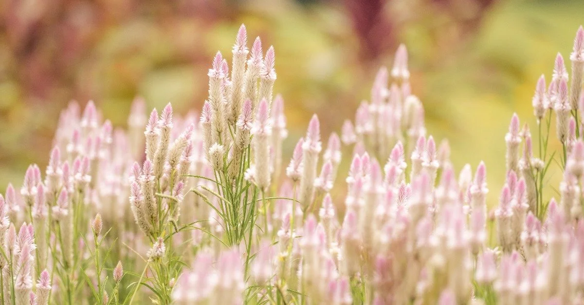 Winter Farm Chores and Off-Season Tips for Flower Farmers