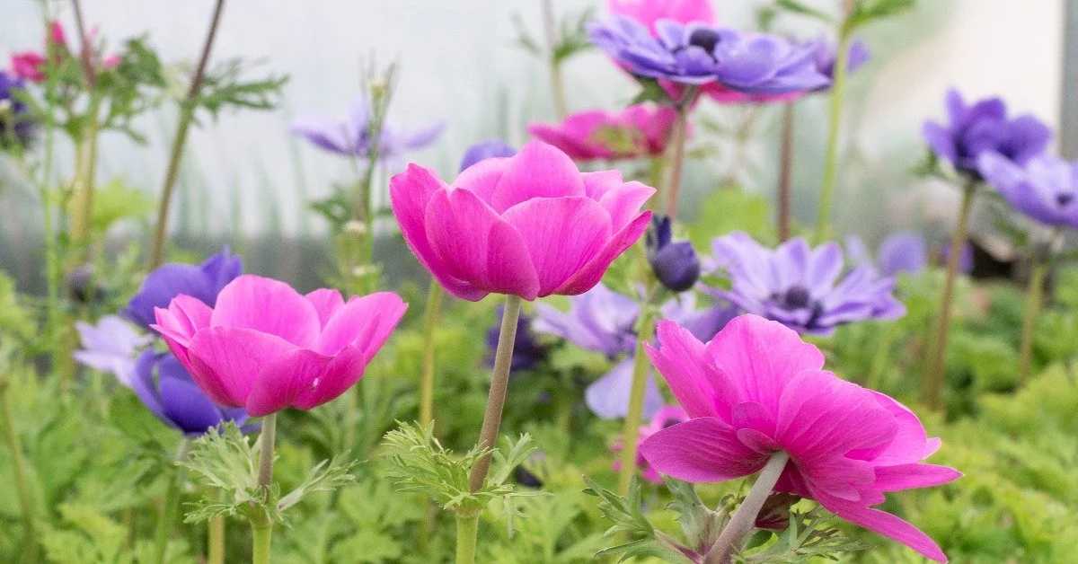 When Florists Become Flower Farmers with Days of Dahlia