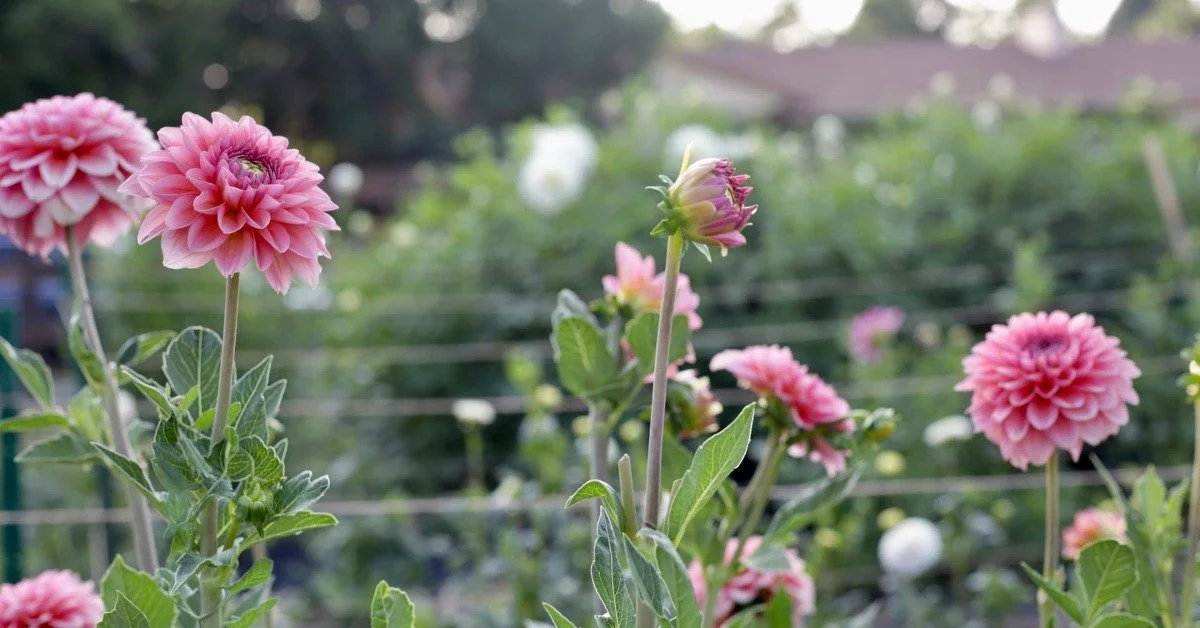 Pick Your Own Farm Model for Flower Growers: A Quick Guide