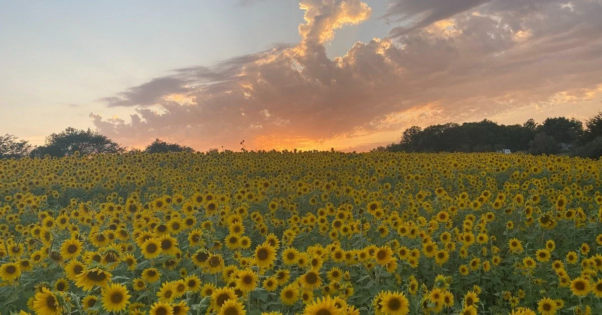 Working with a Blank Slate with PepperHarrow Farm