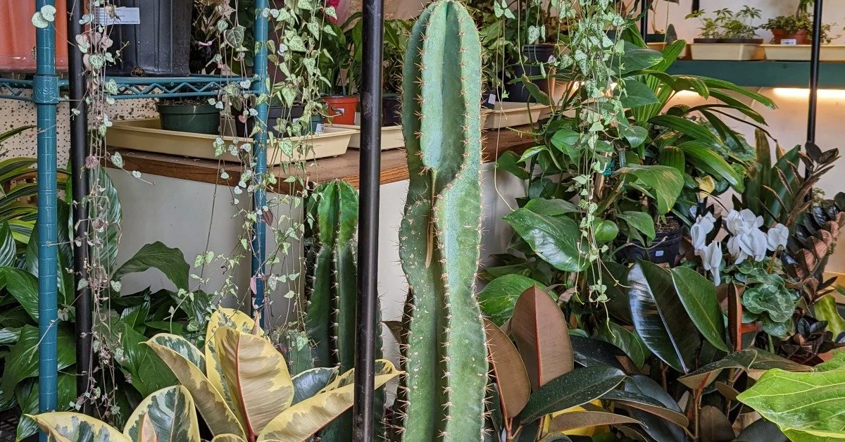 All About Plants (and Some Other Floral Things!) with Plant Office