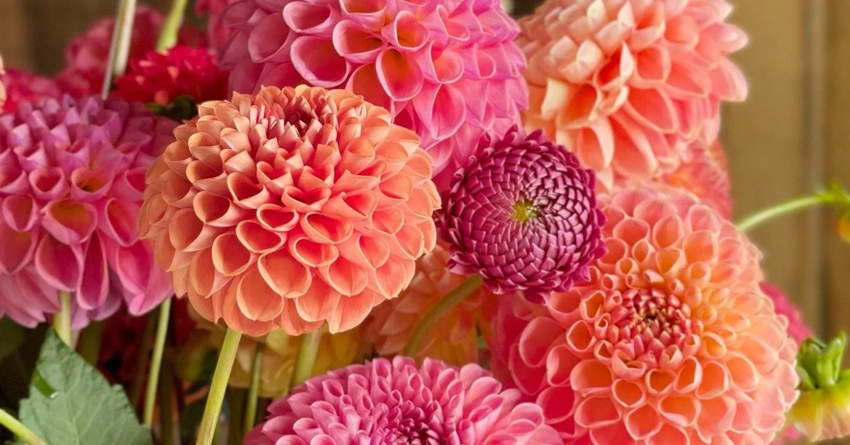 Lessons Learned in Flower Farming with Fleur Flower Farm