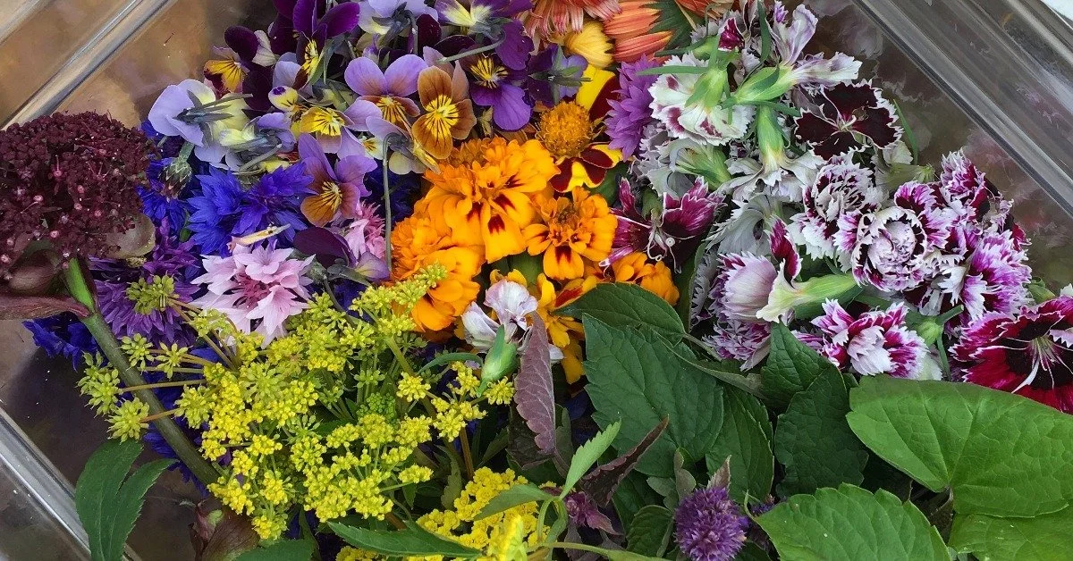 The In's and Out's of Foraging with Deidre Fraser