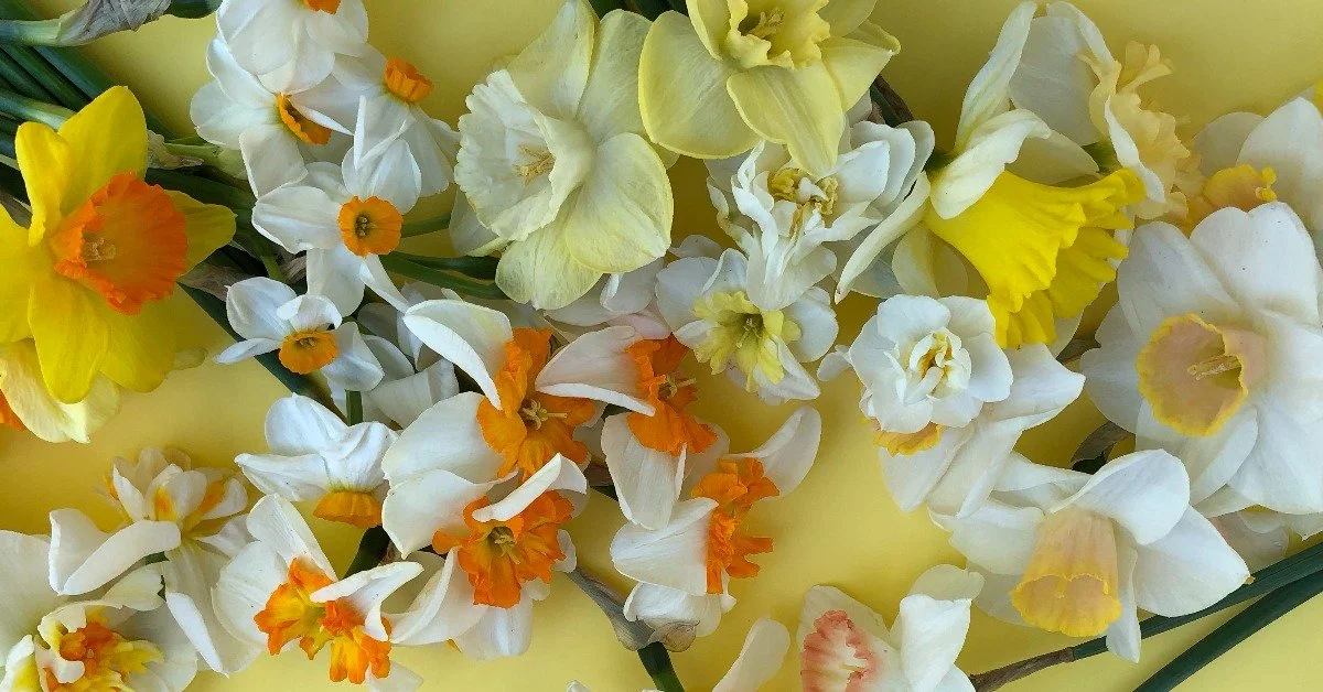 Tips for Growing Dutch Bulbs in Subtropical Climates