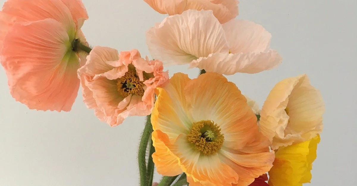 Business Model Highlight: Community Partnerships and Pop-Ups