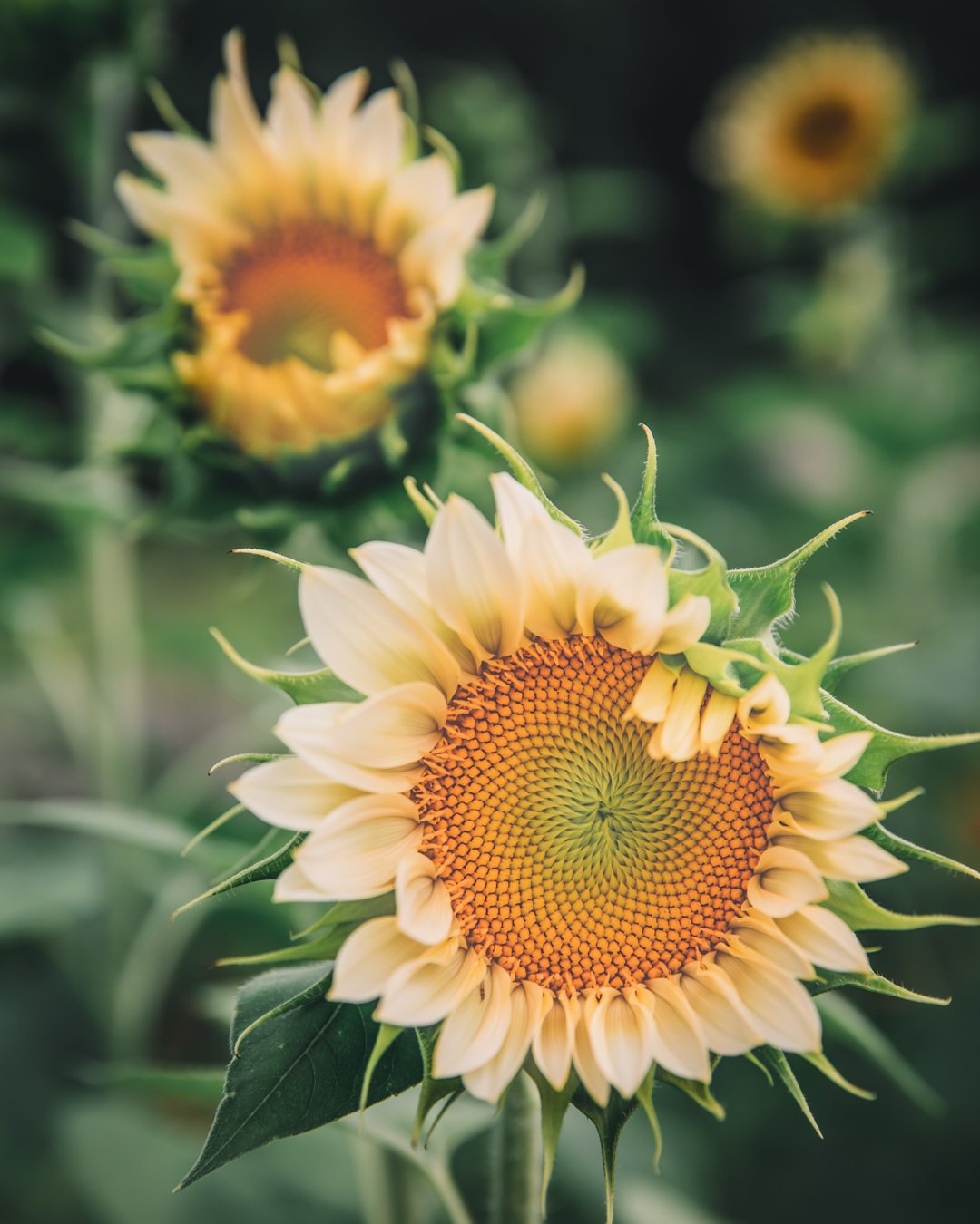 Petal Back Farm - sunflower-white-lite-petal-back-farm.jpg