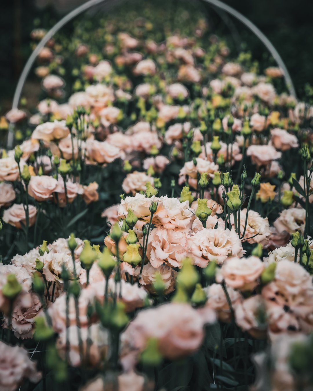 Petal Back Farm - lisianthus-voyage-light-apricot-petal-back-farm-6.jpg