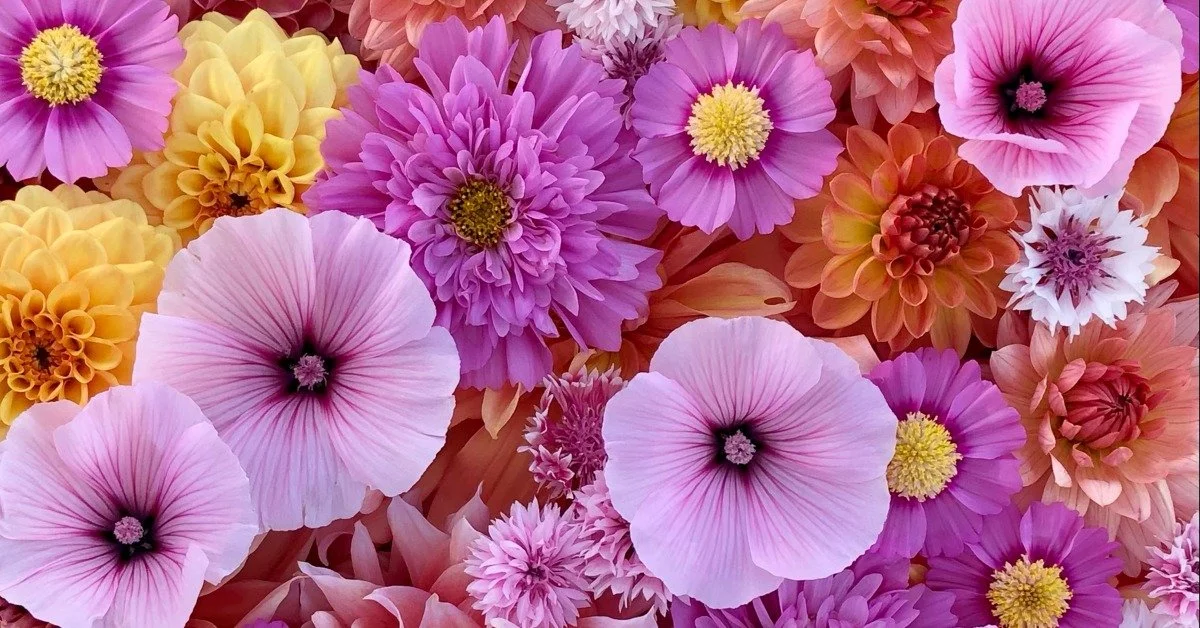 An Inside Look at a Upick Farm with Bee Merry Farm