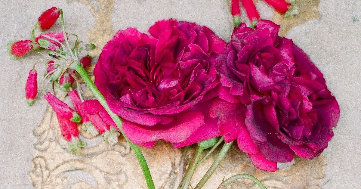 The Case for Antique and Heirloom Roses as Cut Flowers