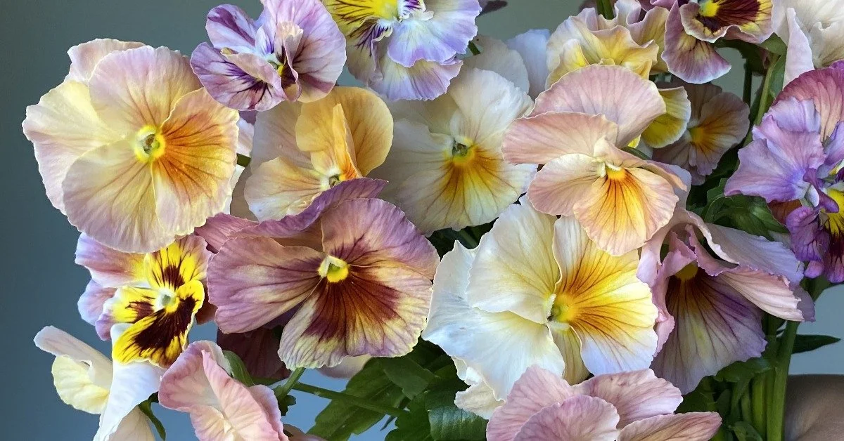 All About Pansies: How to Grow Them + A Variety Guide